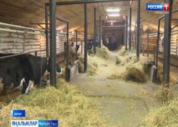 «Авыл сулышы» сәхифәсе (27.06.24)