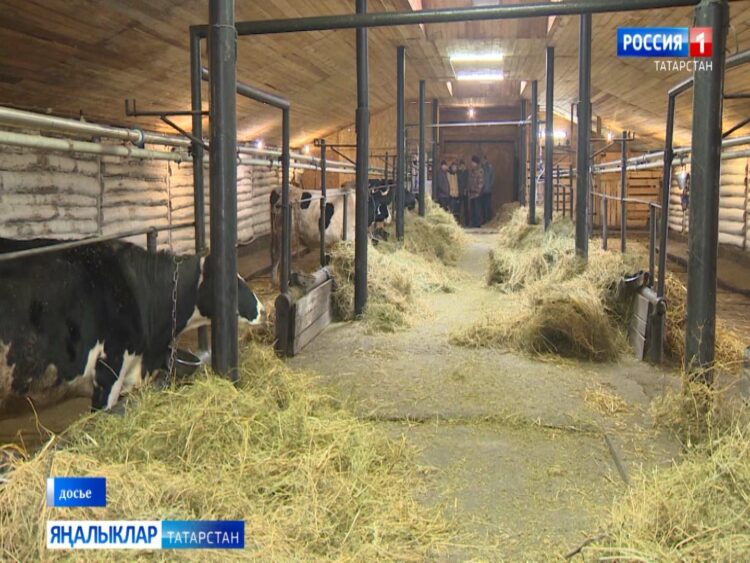 «Авыл сулышы» сәхифәсе (27.06.24)