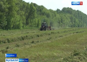 Буада печән җыялар