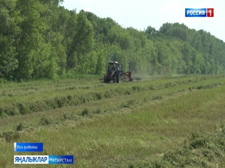 Буада печән җыялар