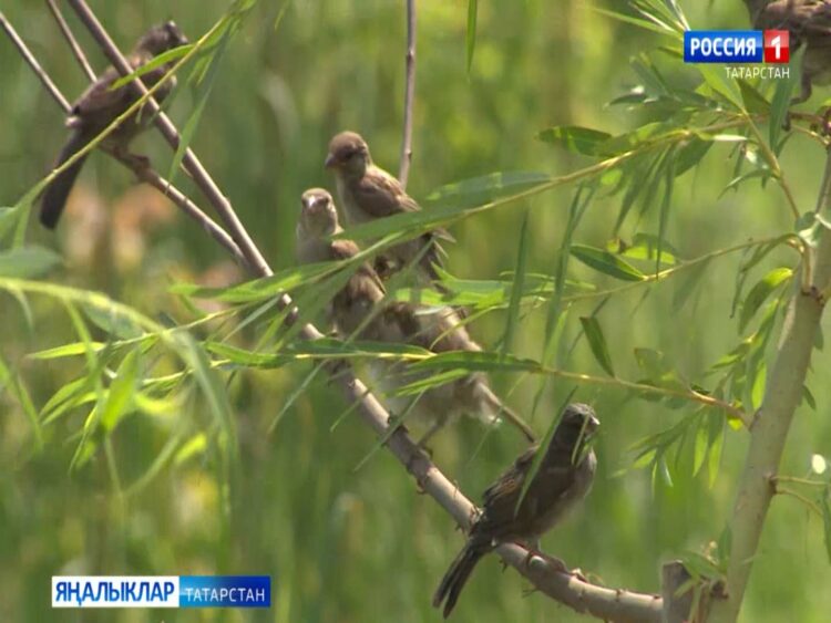 Синоптиклар бүген тотрыксыз һава шартлары турында кисәтә