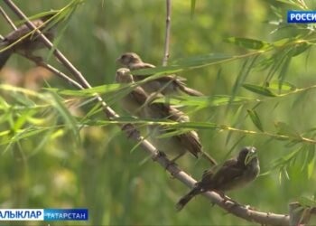 5 нче июньдә аязучан болытлы һава