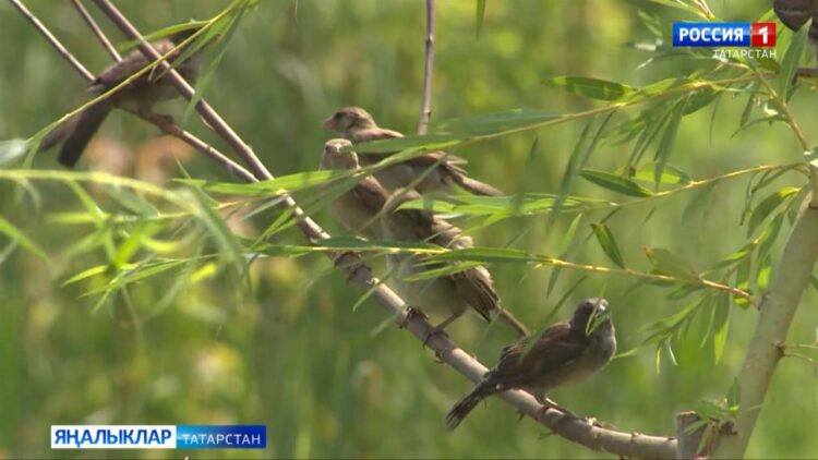 5 нче июньдә аязучан болытлы һава