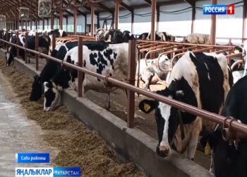 Саба районының җаваплылыгы чикләнгән “Туган як ” җәмгыятендәге яңа терлекчелек комплексы эшчәнлеге турында