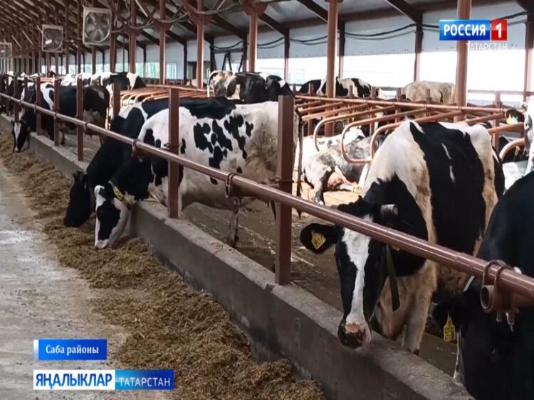 Саба районының җаваплылыгы чикләнгән “Туган як ” җәмгыятендәге яңа терлекчелек комплексы эшчәнлеге турында