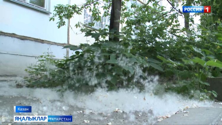 Яз җылы килү сәбәпле Татарстанда тупылларның мамыклануы гадәттәгедән иртәрәк башланды