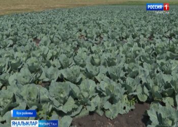 Буа районы фермеры ике гектар ярым мәйдан кәбестә үстерә