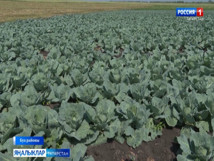 Буа районы фермеры ике гектар ярым мәйдан кәбестә үстерә