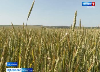 Зәй районында комбайннарны урып-җыюга ничек әзерлиләр?