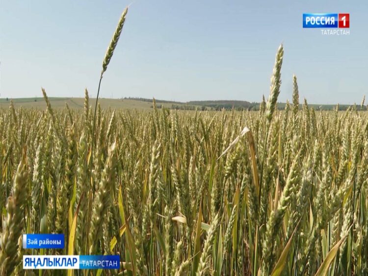 Зәй районында комбайннарны урып-җыюга ничек әзерлиләр?