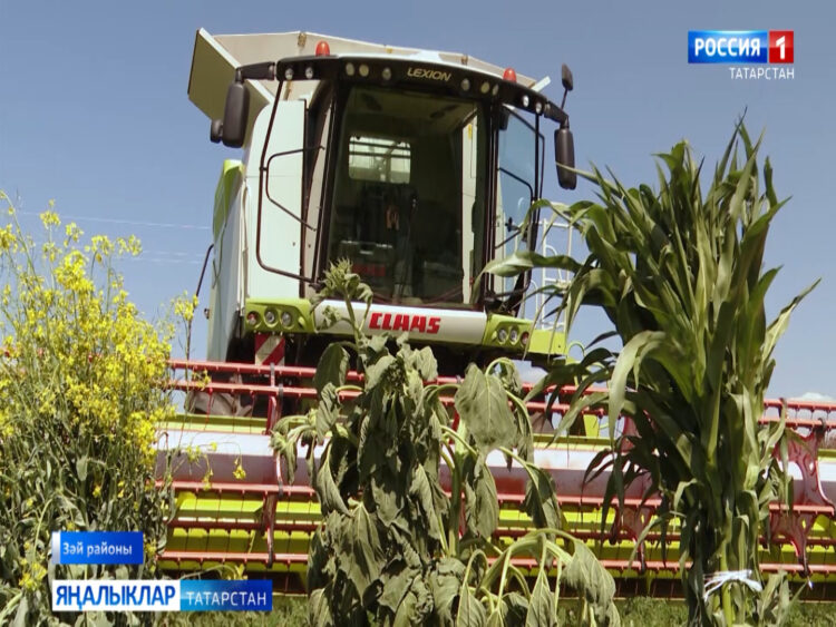 “Зәй шикәре” агрофирмасының быел 16 комбайн ел уңышын җыюда катнаша
