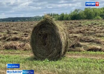 Апас районында печән җыялар