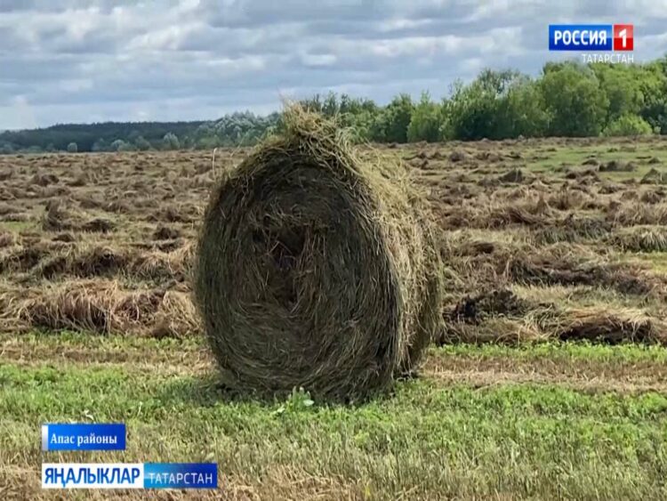 Апас районында печән җыялар