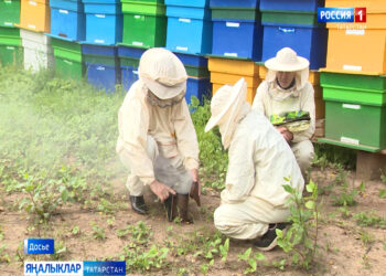 Татарстанда умартачылыкны үстерү буенча программа проекты әзерләнә
