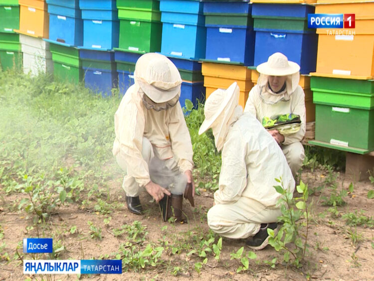 Татарстанда умартачылыкны үстерү буенча программа проекты әзерләнә