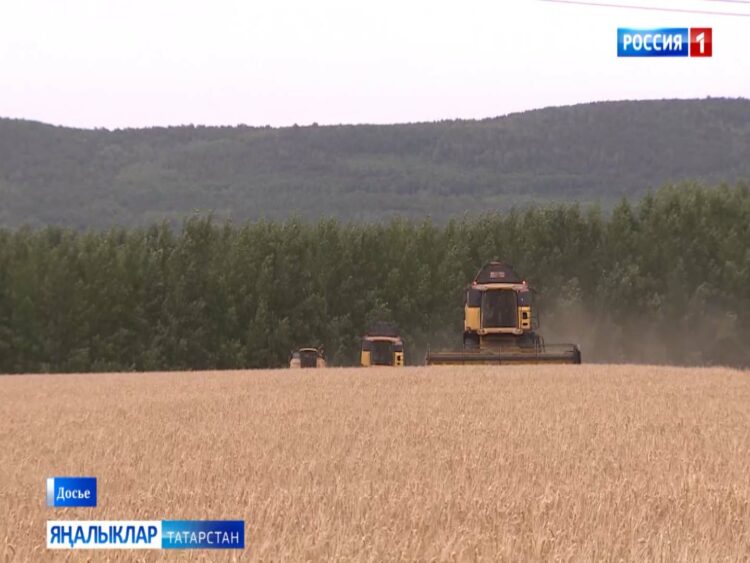 Апас районында печән җыялар