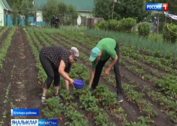 Кукмара районыннан Сәфәргаливлар 200 килограмм җиләк үстерү сере белән бүлеште