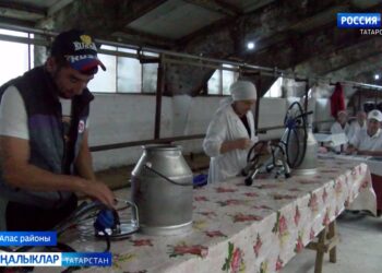 Апас районы, Урта Балтай авылы фермасында терлекчелек тармагы хезмәткәрләренең районкүләм бәйгесе узды.