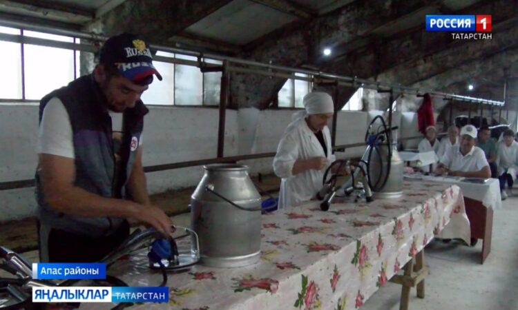 Апас районы, Урта Балтай авылы фермасында терлекчелек тармагы хезмәткәрләренең районкүләм бәйгесе узды.