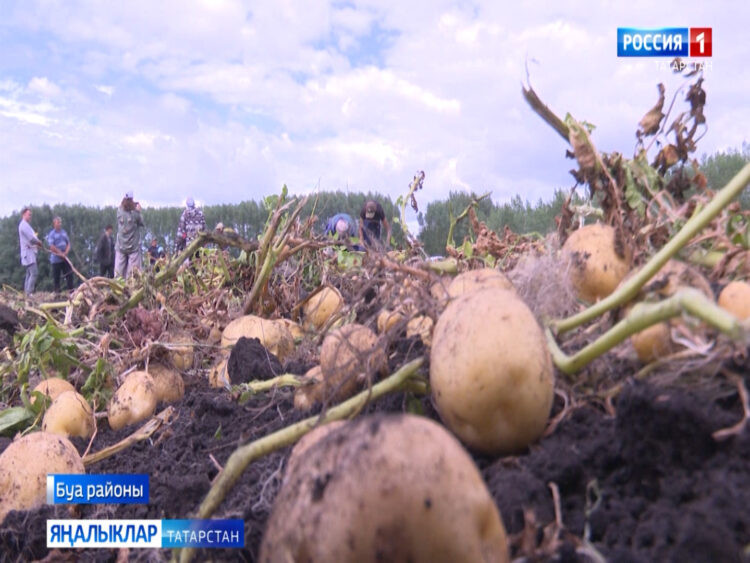 «Авыл сулышы» сәхифәсе