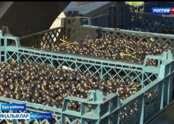 Буа районының Яңа Тинчәле авылыннан Мифтахетдиновлар гаиләсе карлыган уңышын җыя.