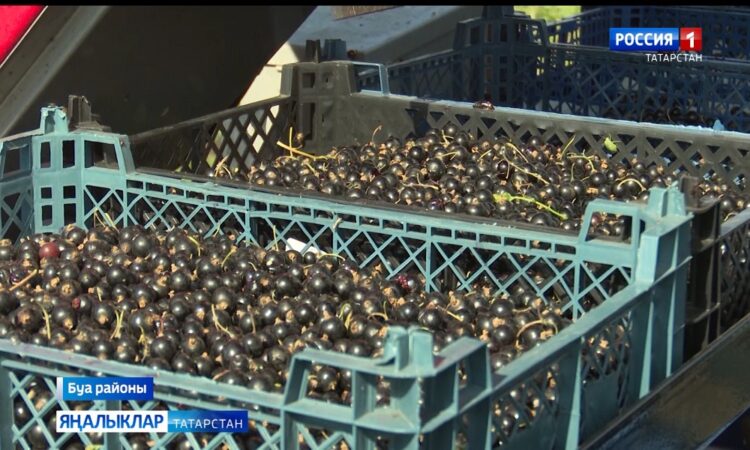 Буа районының Яңа Тинчәле авылыннан Мифтахетдиновлар гаиләсе карлыган уңышын җыя.