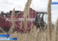 Кукмара районы кырларында иң мөһим этапларның берсе – урып җыю эшләре тулы көченә бара.