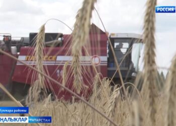 Кукмара районы кырларында иң мөһим этапларның берсе – урып җыю эшләре тулы көченә бара.