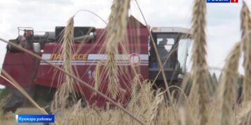 Кукмара районы кырларында иң мөһим этапларның берсе – урып җыю эшләре тулы көченә бара.