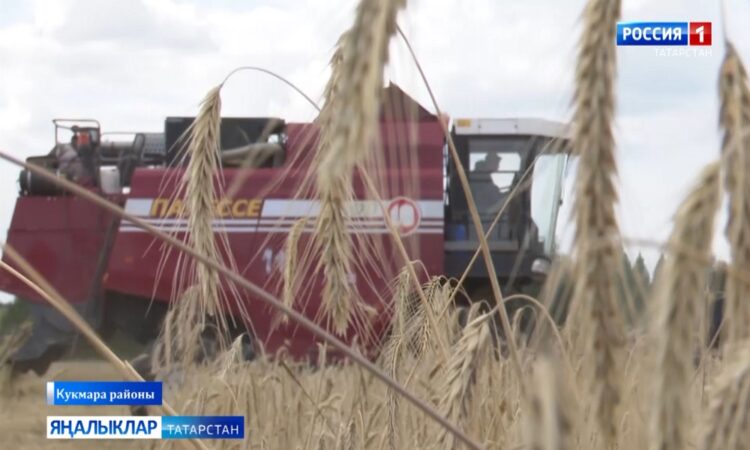 Кукмара районы кырларында иң мөһим этапларның берсе – урып җыю эшләре тулы көченә бара.