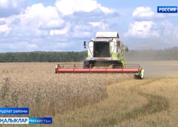 «Нурлат-сөте» хуҗалыгында бөртеклеләрнең уңышы бер гектардан кимендә 50 центнер чыга.