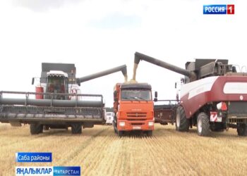 Саба районы игенчеләре яңгырлар арасындагы кыска гына вакытны да әрәмгә уздырмыйлар