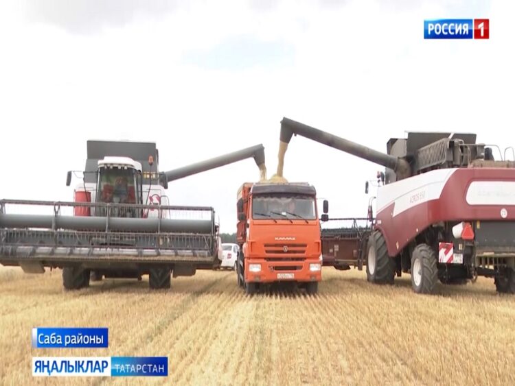 Саба районы игенчеләре яңгырлар арасындагы кыска гына вакытны да әрәмгә уздырмыйлар