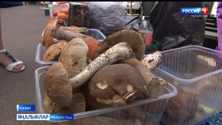 Татарстанда гөмбәне кая җыялар?