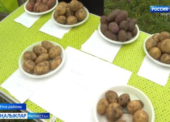 Әтнә төбәгенең Ары авылында «Бәрәңге бәйрәме» булып узды.