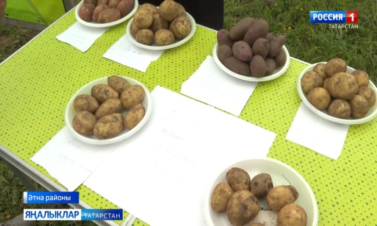 Әтнә төбәгенең Ары авылында «Бәрәңге бәйрәме» булып узды.