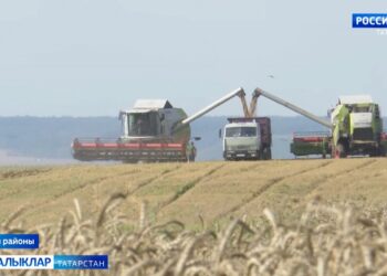 Зәй районы кырлырында игенчеләр көн — төн дими эшли