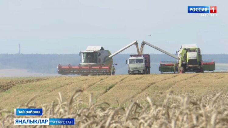 Зәй районы кырлырында игенчеләр көн — төн дими эшли