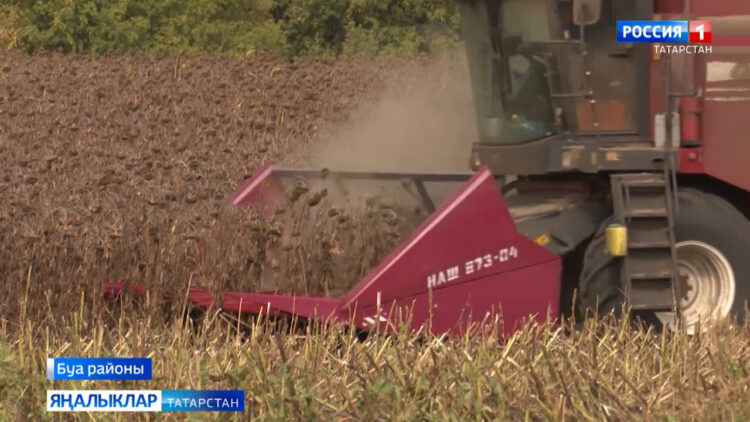 Республика кырларында көнбагыш өлгерде