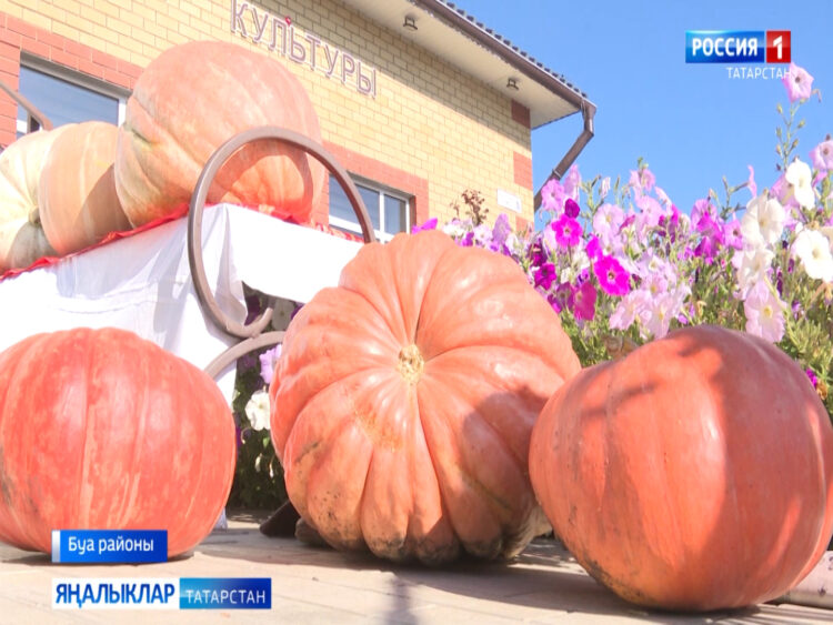 ”Кабак белән карбыз янәшә”