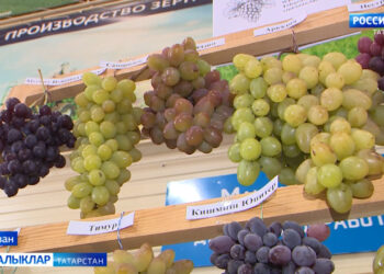 «Авыл сулышы» сәхифәсе