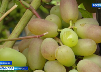 Өзеп алдым бер йөзем