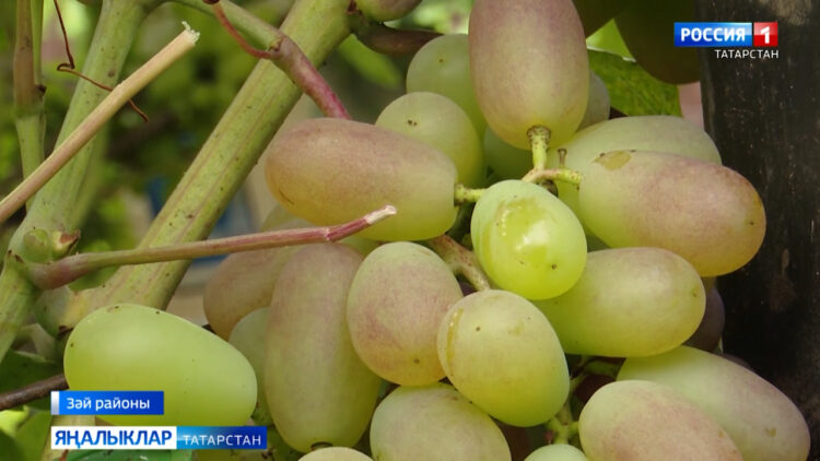 Өзеп алдым бер йөзем