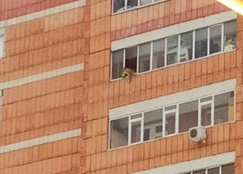 Казанцы заметили львицу на балконе многоэтажки