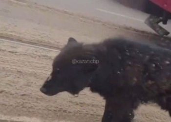Соцсети: По улицам Казани бродит медведь