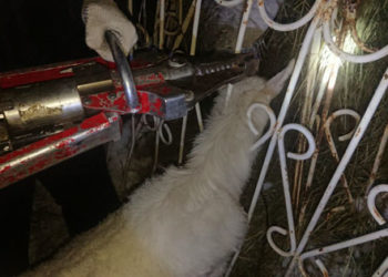 Сотрудники МЧС спасли застрявшую в заборе козу