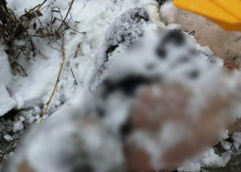 Житель Казани убил собутыльника, который приставал к его сожительнице