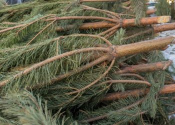 В Казани 10 января откроются пункты приема елок