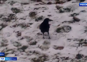 Следователи проводят проверку по факту гибели пассажира самолета в казанском аэропорту