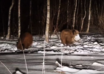 Под Казанью водитель запечатлел на видео стадо диких кабанов